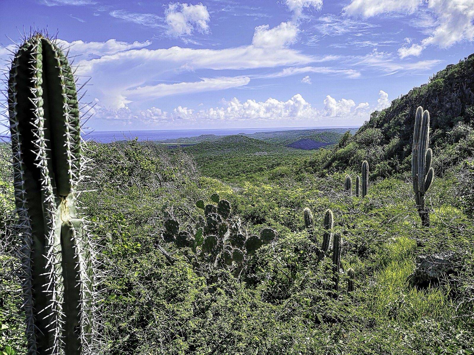 Mount Christoffel rising green and conical above the dry hills of western Curaçao