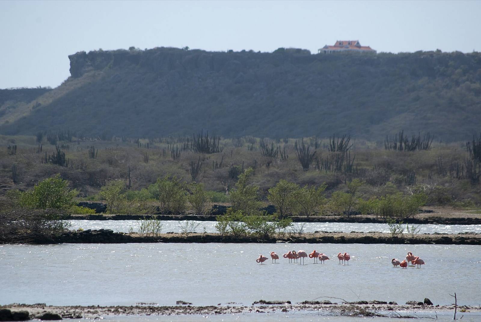Flamingos wading in the shallow water of a salt flat on Curaçao