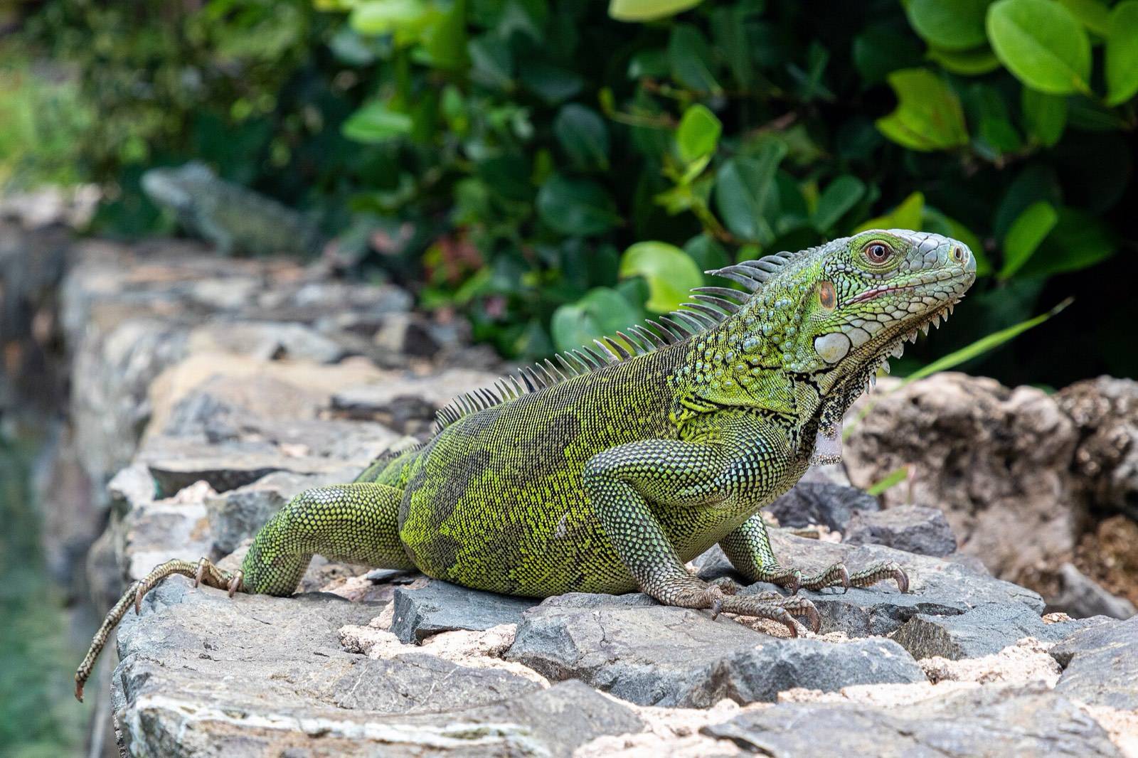 A large green iguana resting on a sunlit stone wall in Curaçao