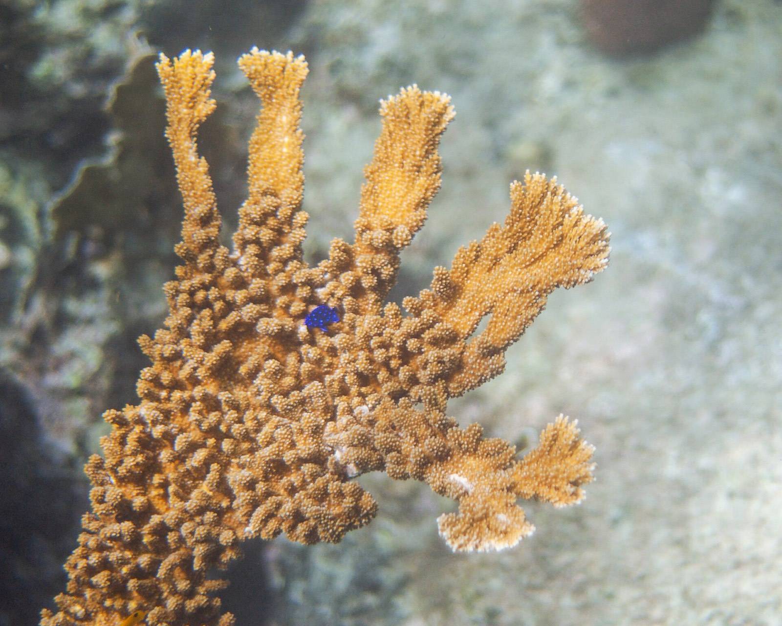Elkhorn coral on a shallow Caribbean reef in clear, sunlit water