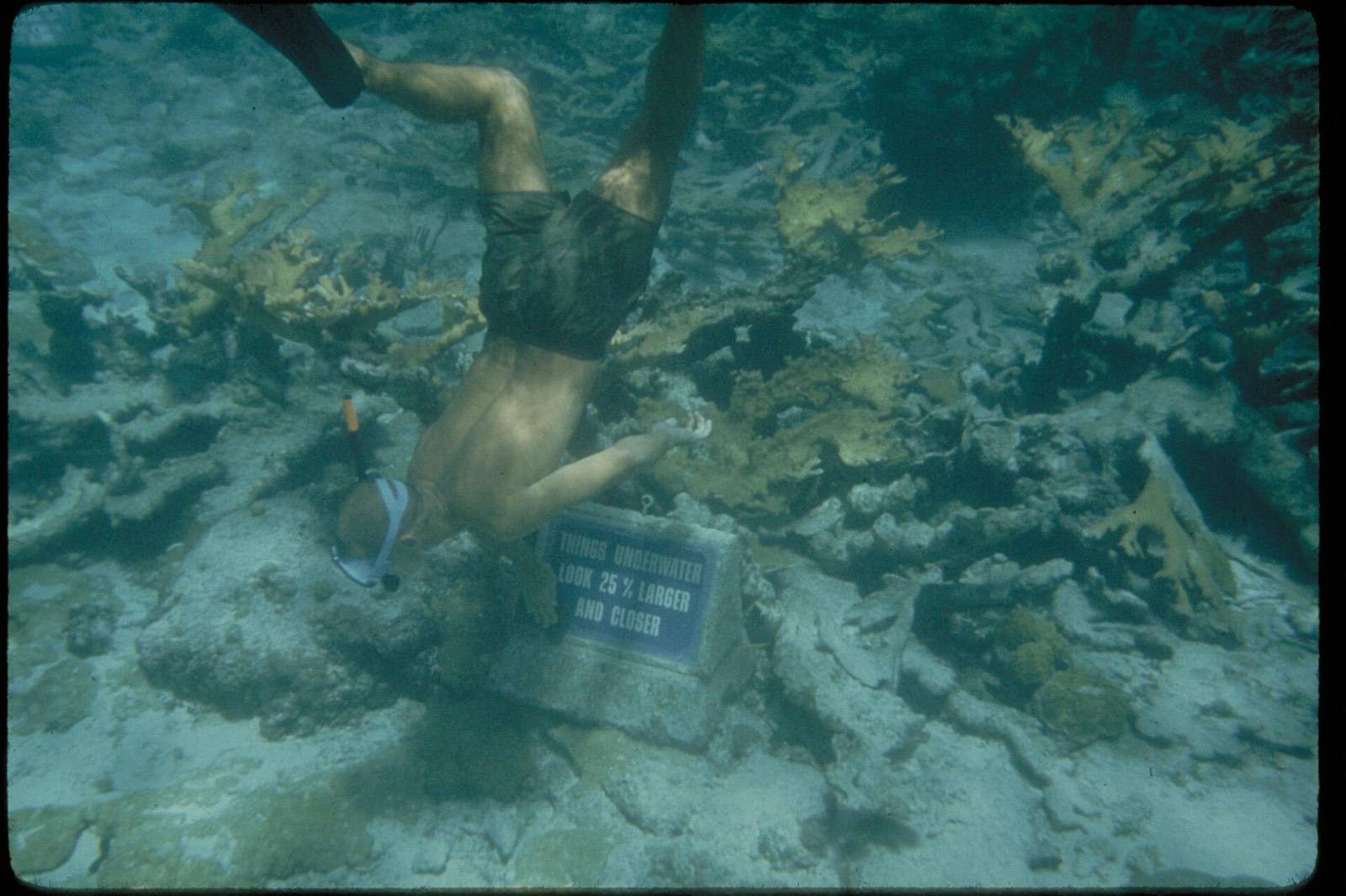 A snorkeler floating over a reef in clear Curaçao water