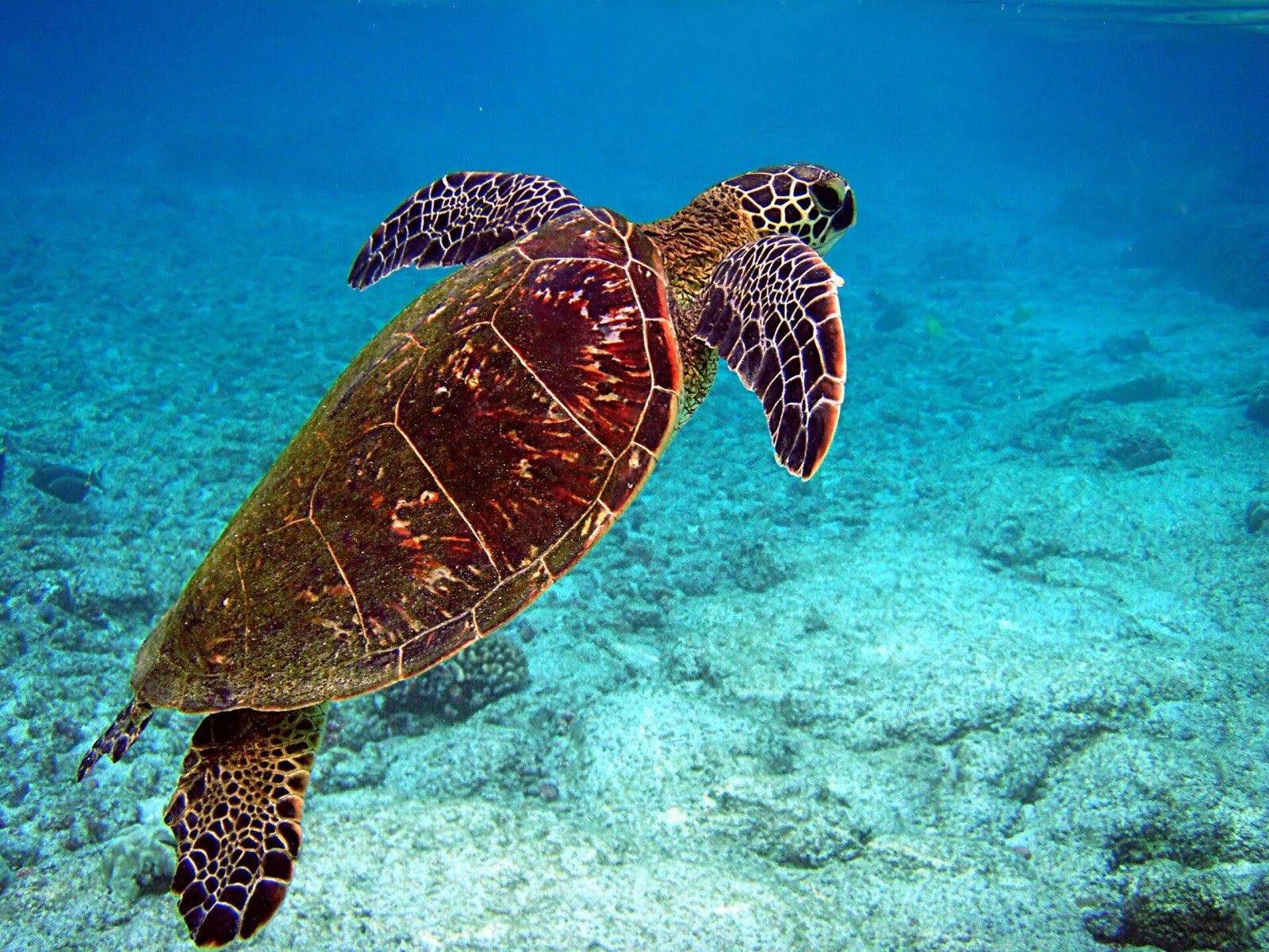 A green sea turtle swimming through clear, sunlit Caribbean water